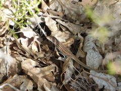 Psammodromus occidentalis