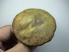 Suillus flavidus