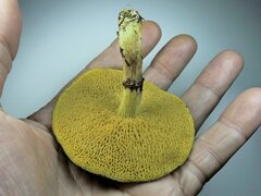 Suillus flavidus