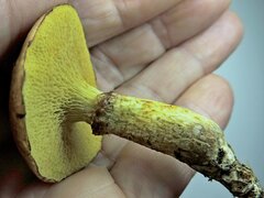 Suillus flavidus