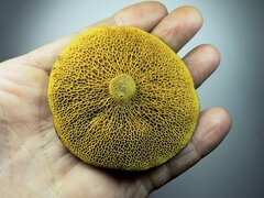 Suillus flavidus