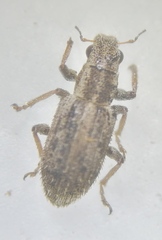 Sitona macularius