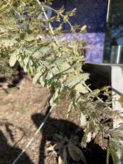 Acacia baileyana