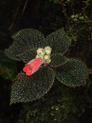 Kohleria