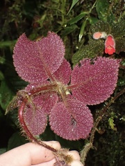 Kohleria