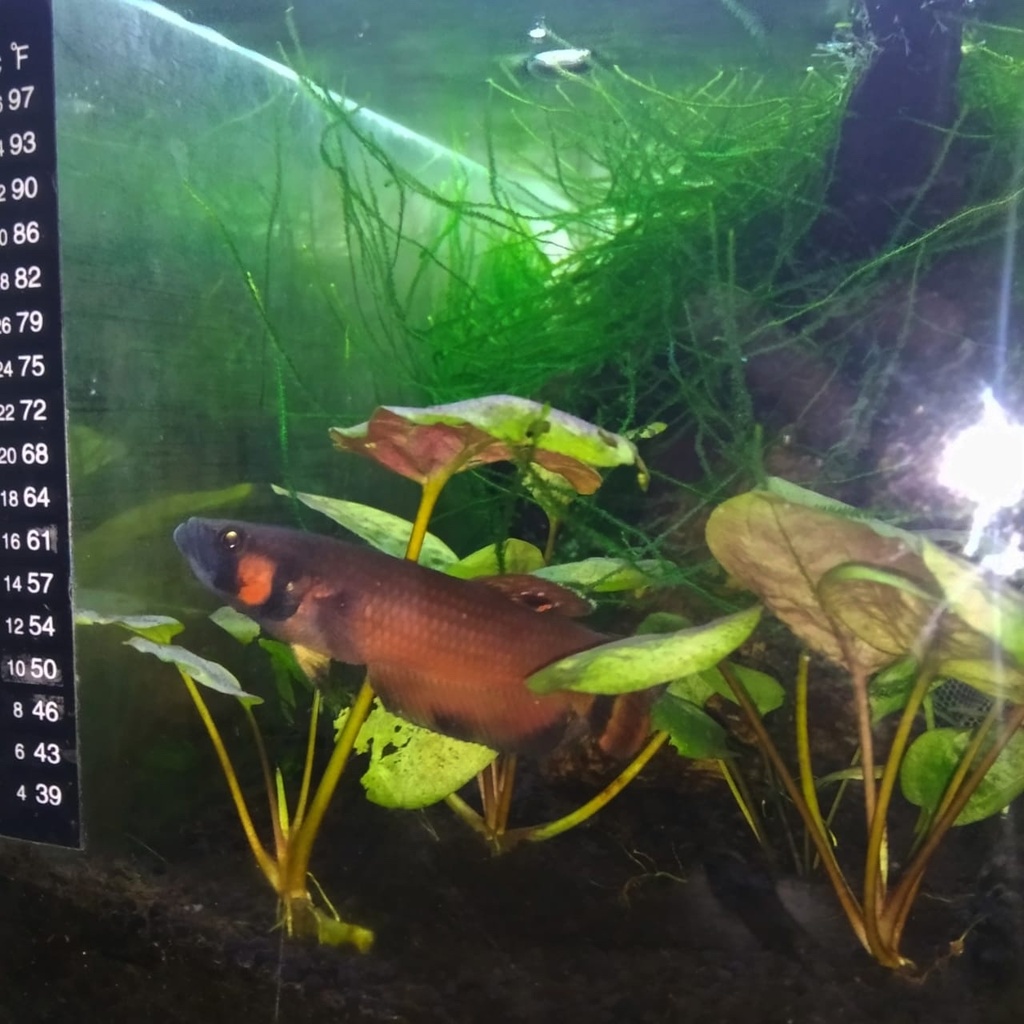Brunei beauty (Betta macrostoma) — Osphronemidae