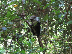 Cercopithecus mitis albogularis