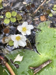 Nymphoides aquatica