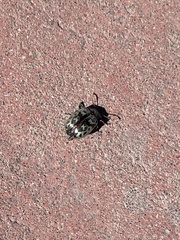 Zygogramma signatipennis