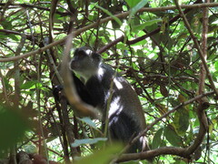 Cercopithecus mitis albogularis
