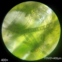 Compsopogon caeruleus