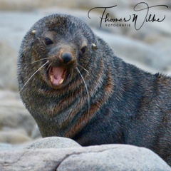 Arctocephalus australis