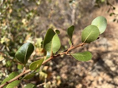 Sideroxylon peninsulare