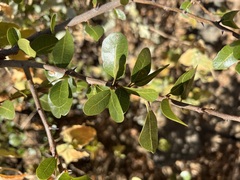 Sideroxylon peninsulare