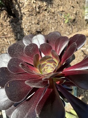 Aeonium