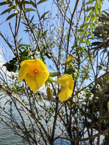 Allamanda cathartica