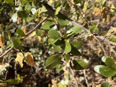 Sideroxylon peninsulare