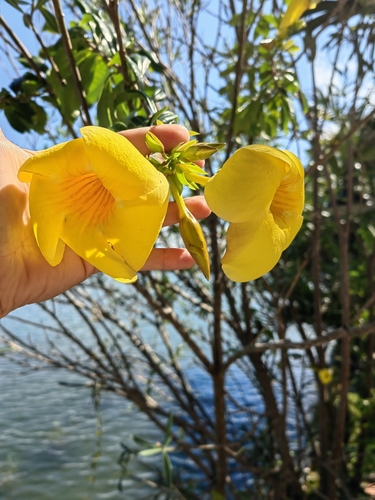 Allamanda cathartica