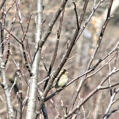 Emberiza