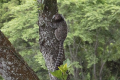 Callithrix jacchus × penicillata