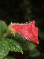 Kohleria