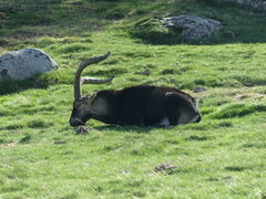 Capra pyrenaica victoriae