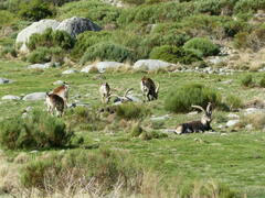 Capra pyrenaica victoriae