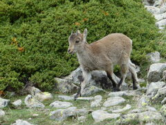 Capra pyrenaica victoriae