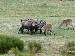 Capra pyrenaica victoriae