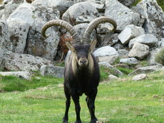 Capra pyrenaica victoriae