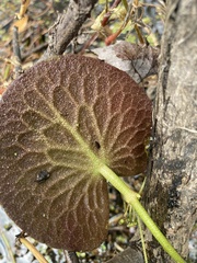 Nymphoides aquatica