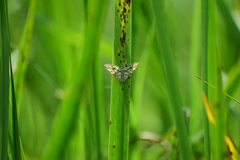 Elophila nymphaeata
