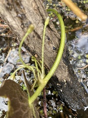 Nymphoides aquatica