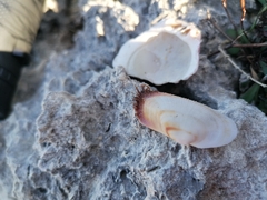 Barbatia barbata