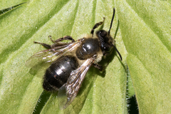 Andrena scotica