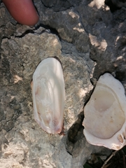 Barbatia barbata
