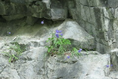 Campanula rotundifolia