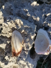 Barbatia barbata