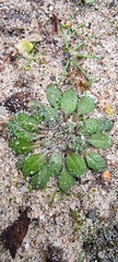 Arabidopsis thaliana