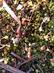 Bryum