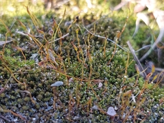 Tortula muralis