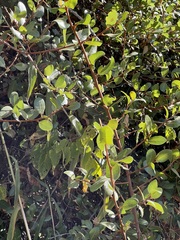 Sideroxylon peninsulare