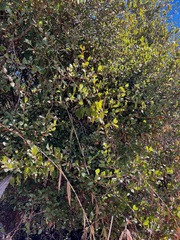 Sideroxylon peninsulare