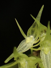 Pleurothallis ruscifolia