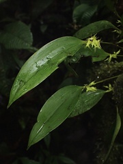 Pleurothallis ruscifolia