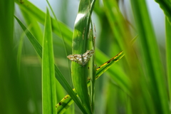Elophila nymphaeata