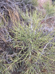 Ephedra aspera