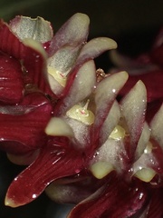 Stelis allenii