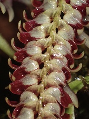 Stelis allenii