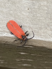 Dictyoptera aurora
